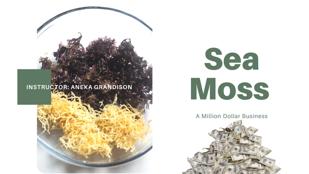 Starting a Profitable Sea Moss Business